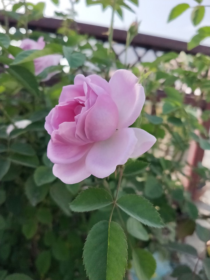 a flower makes life easier and happy ???