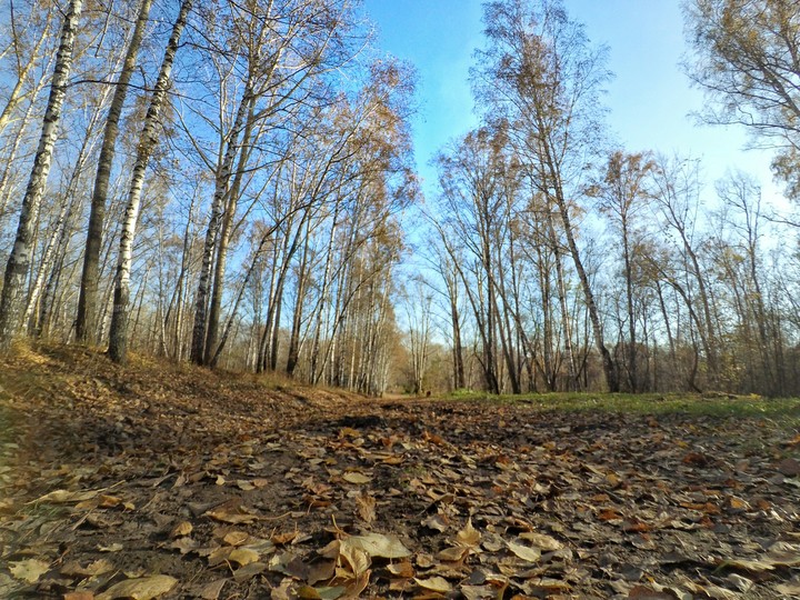 autumn forest