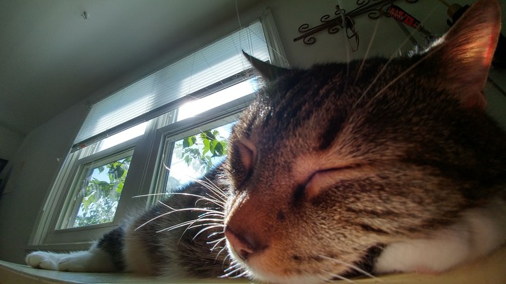 sleeping Tom