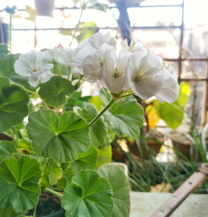 Flowers of autumn