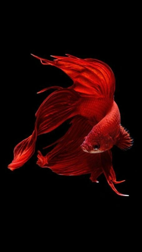 red fish wallpaper for iphone or less