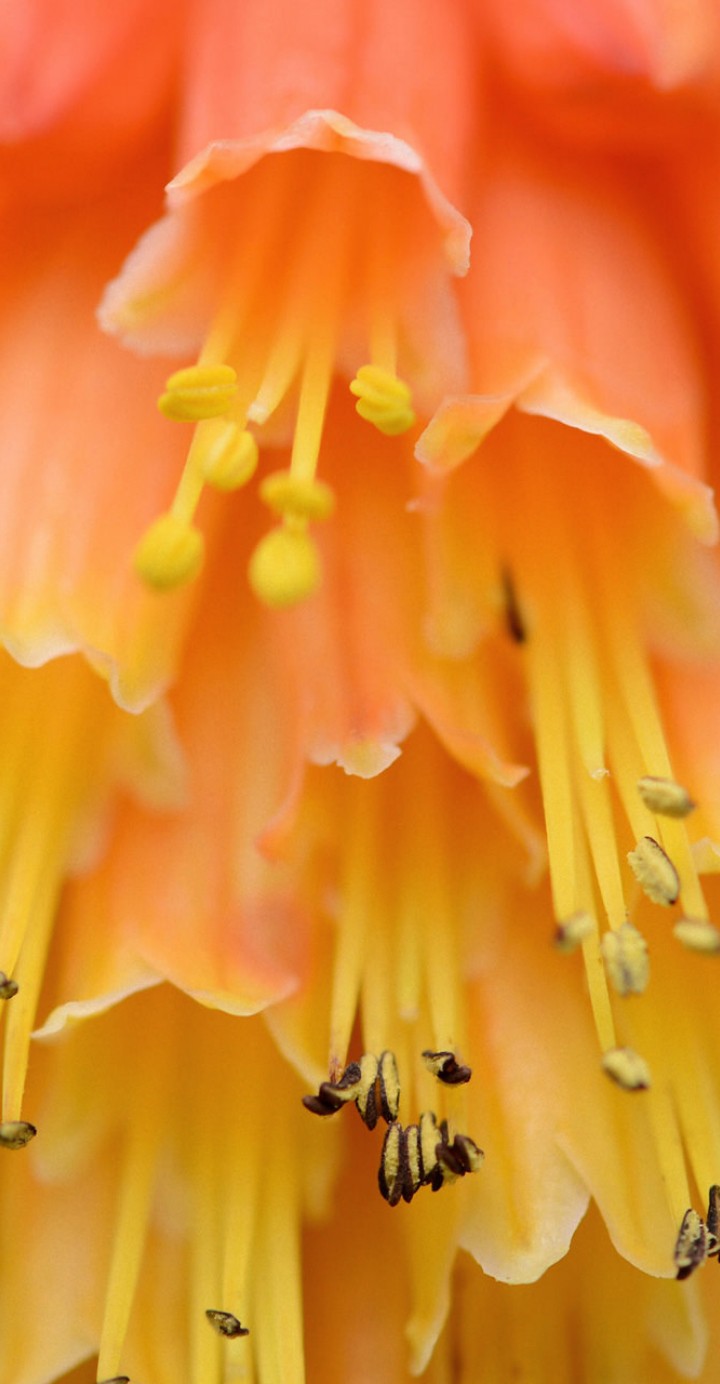 flores