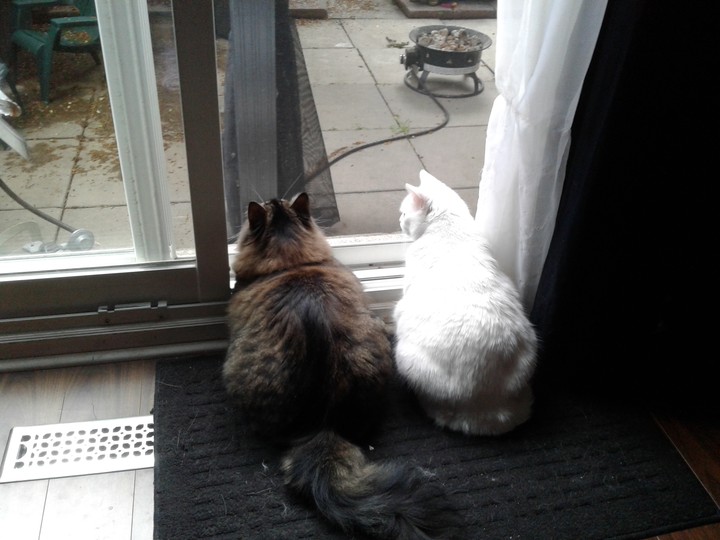 my cats are finally getting along ?