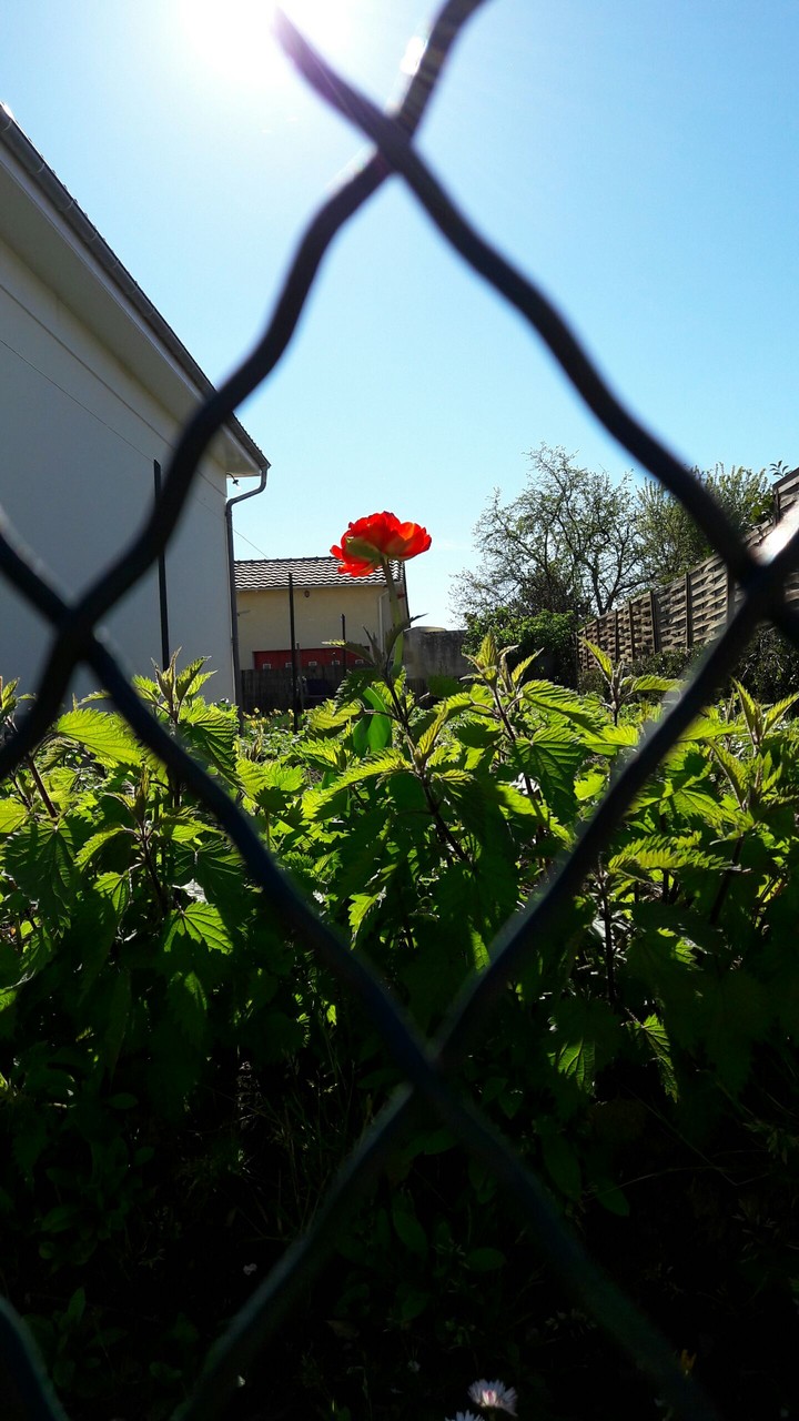 Coquelicot