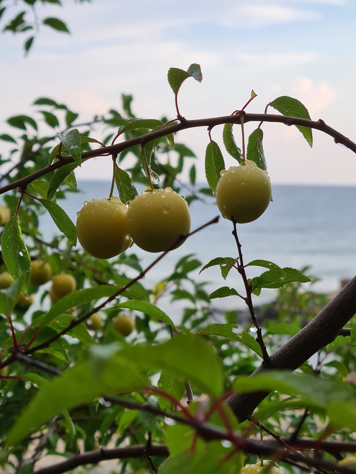 wild berry