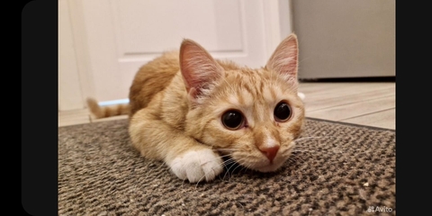 tapety felidae, carnivores