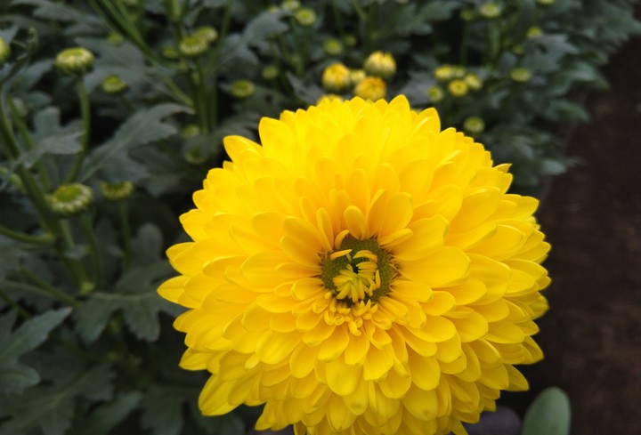 yellow flower & green