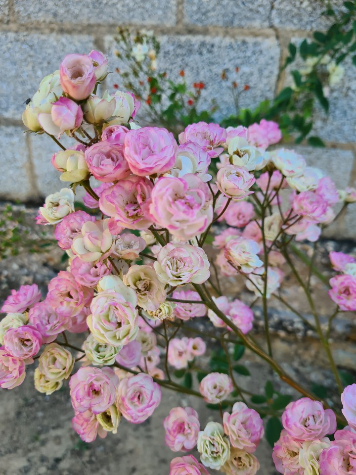 little roses