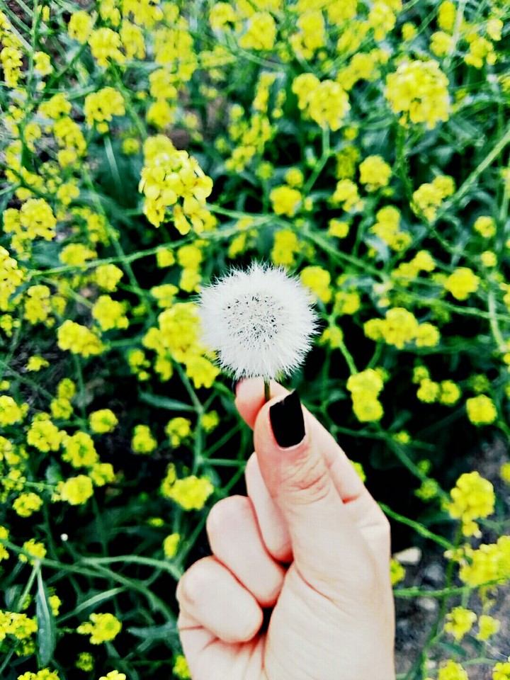 dandelion