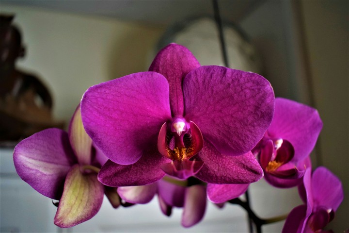 Orchid