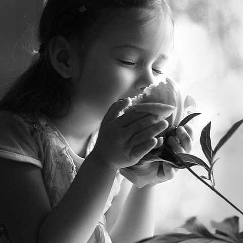 olfaction, nose वॉलपेपर