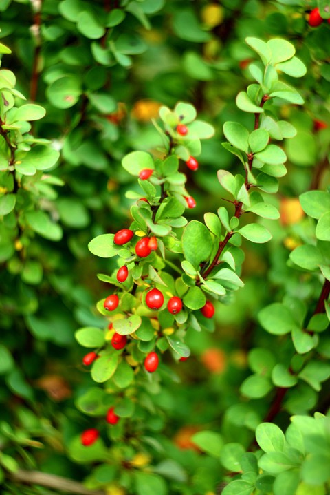 fondos de pantalla барбарис, plant