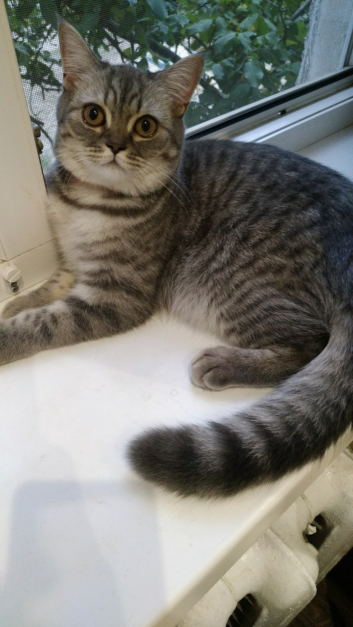 cat☺