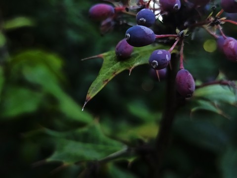 Purple and green