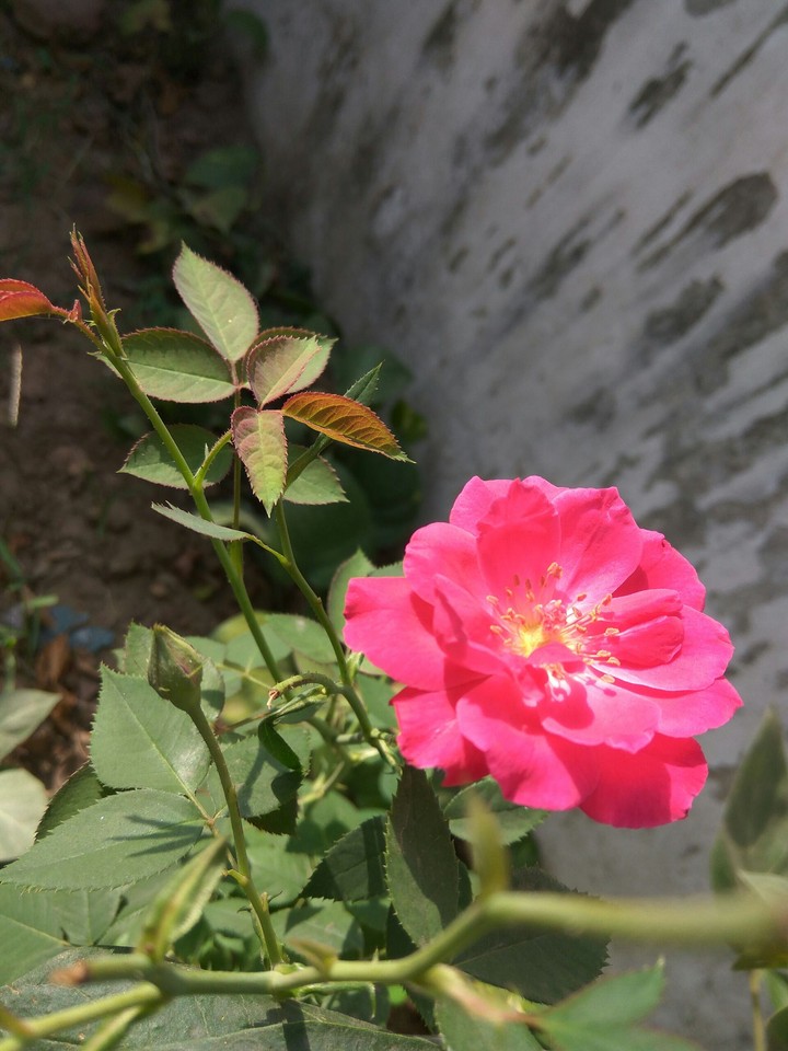 rose