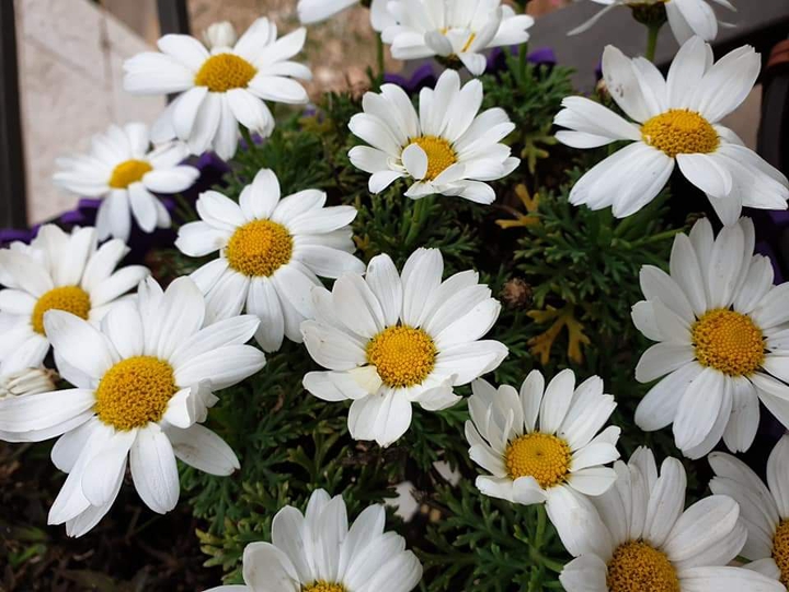 flowers