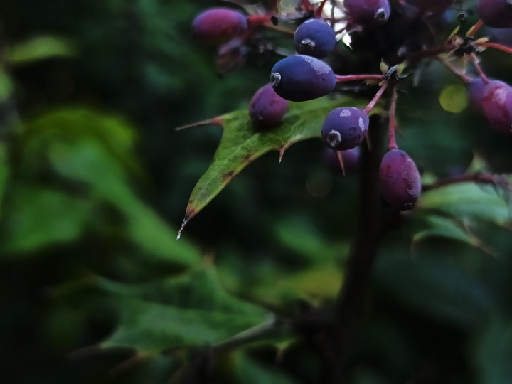 Purple and green