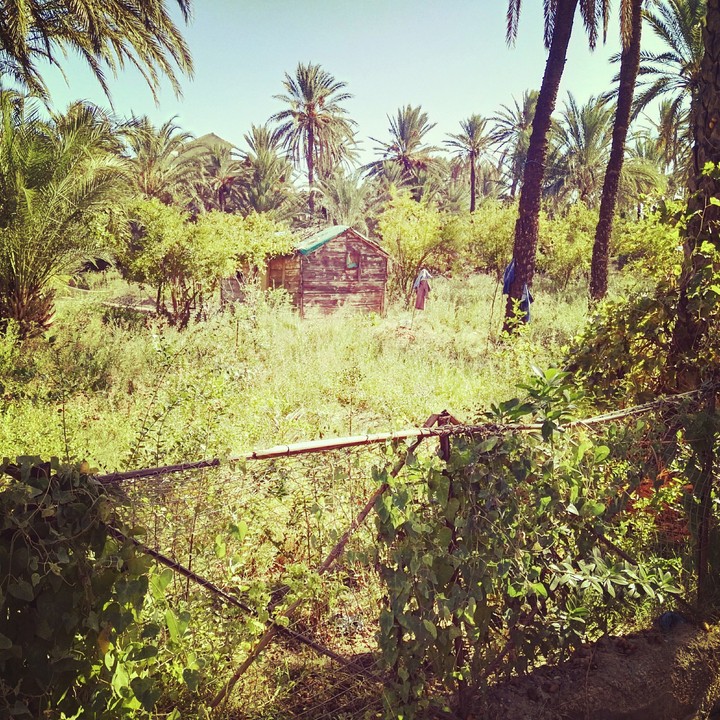 forêt