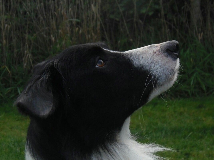 The Border Collie Because There Is No Better Dog
