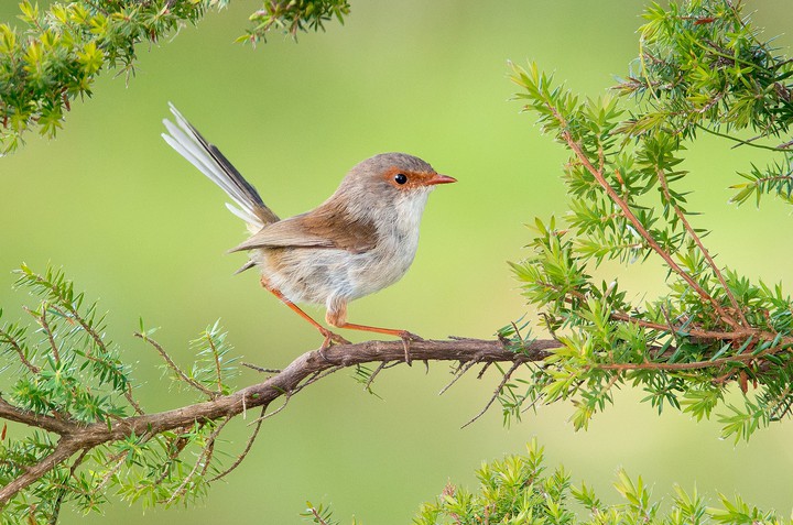 bird