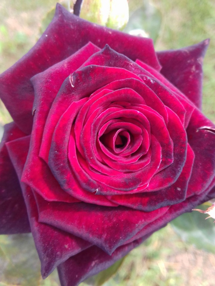 rose