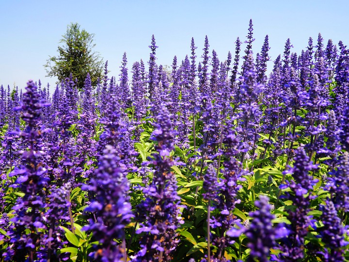 lavender