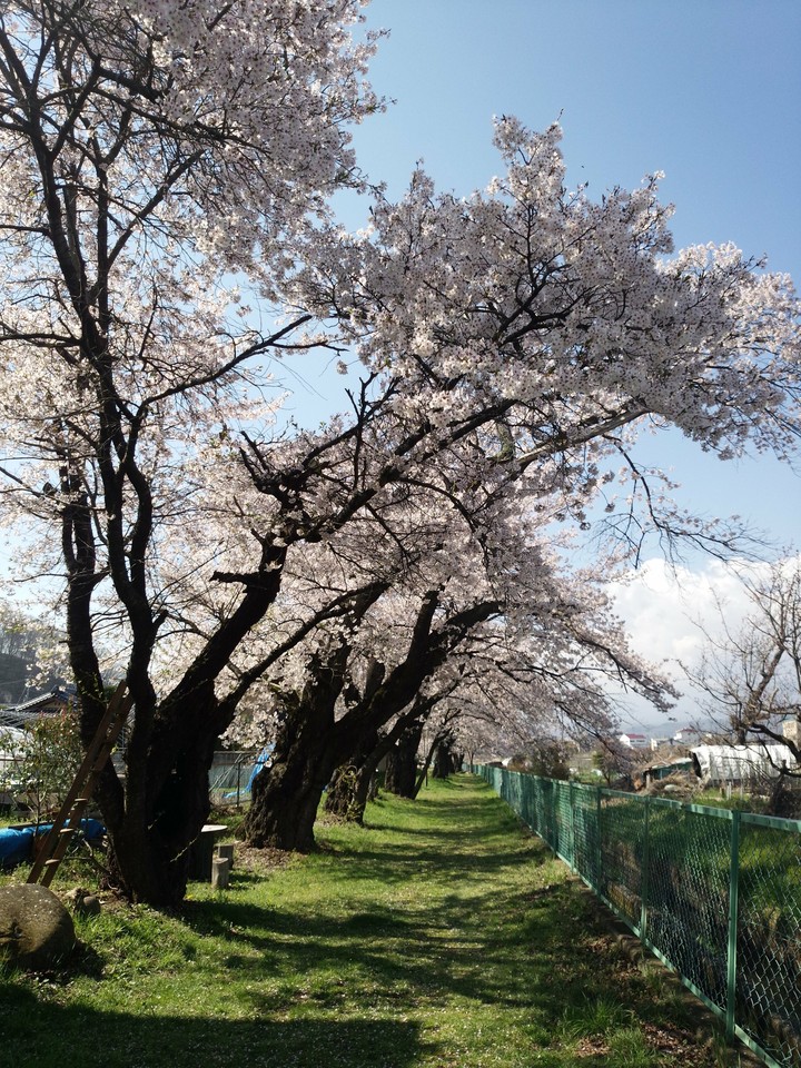 桜並木