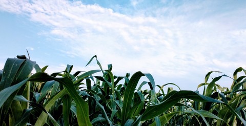 crops.....