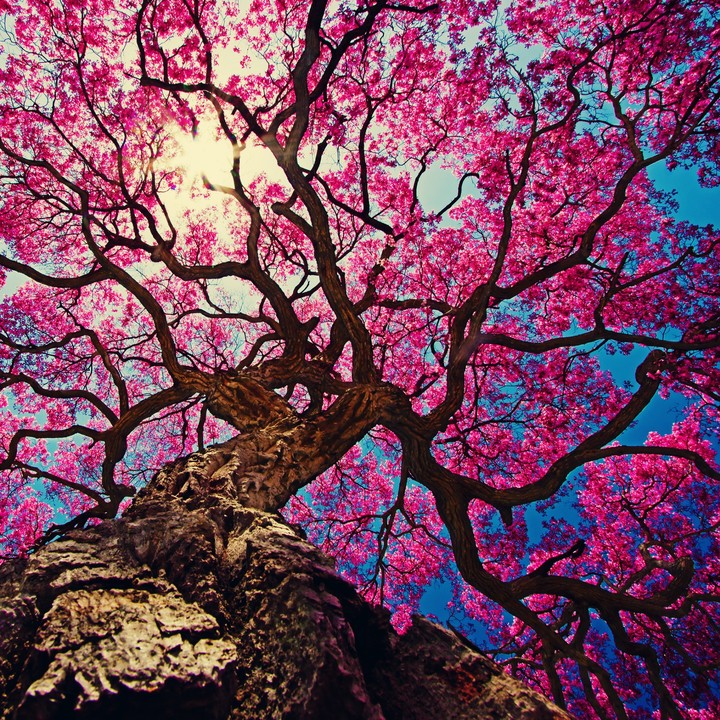 pink tree