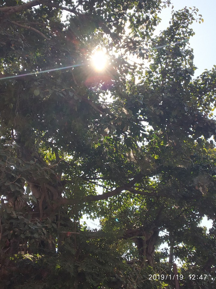 sunshine☀