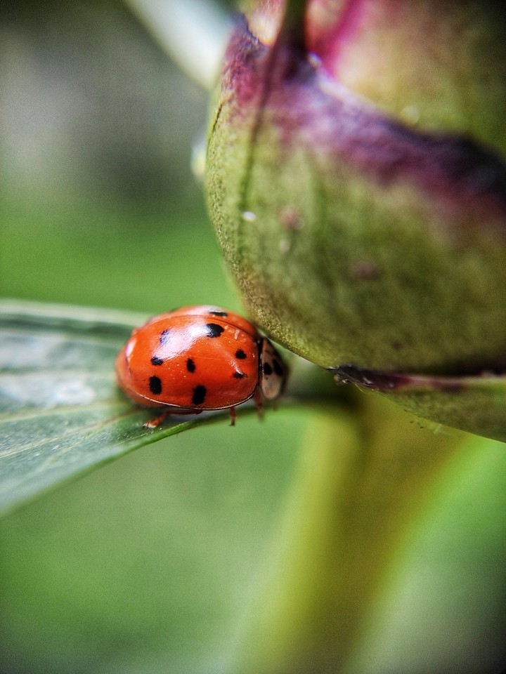 ladybug
