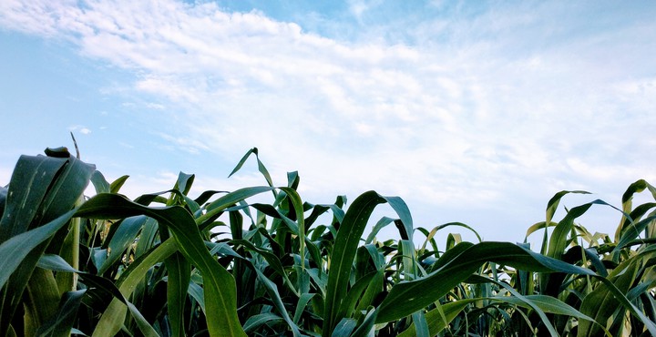 crops.....