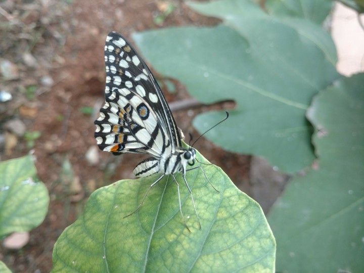 Butterfly