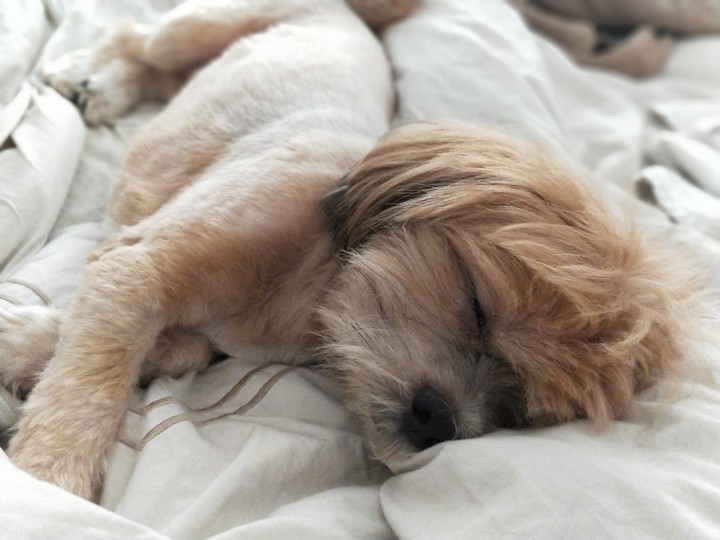 Lhasa Apso