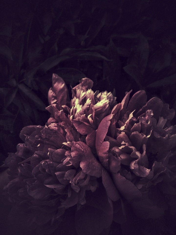 pions flowers
