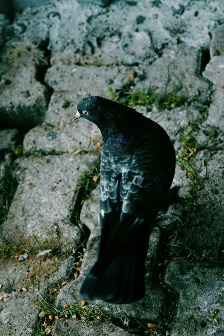 pigeon