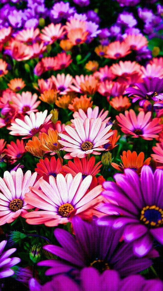 flores