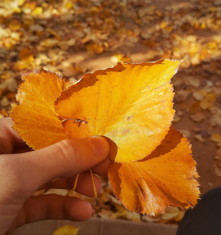 Autumn