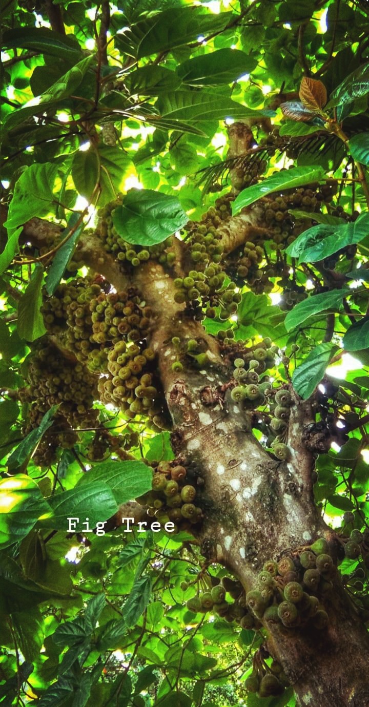 Fig Tree