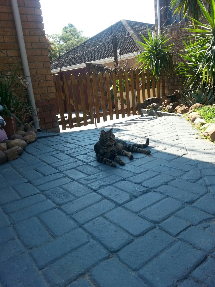 happy cat