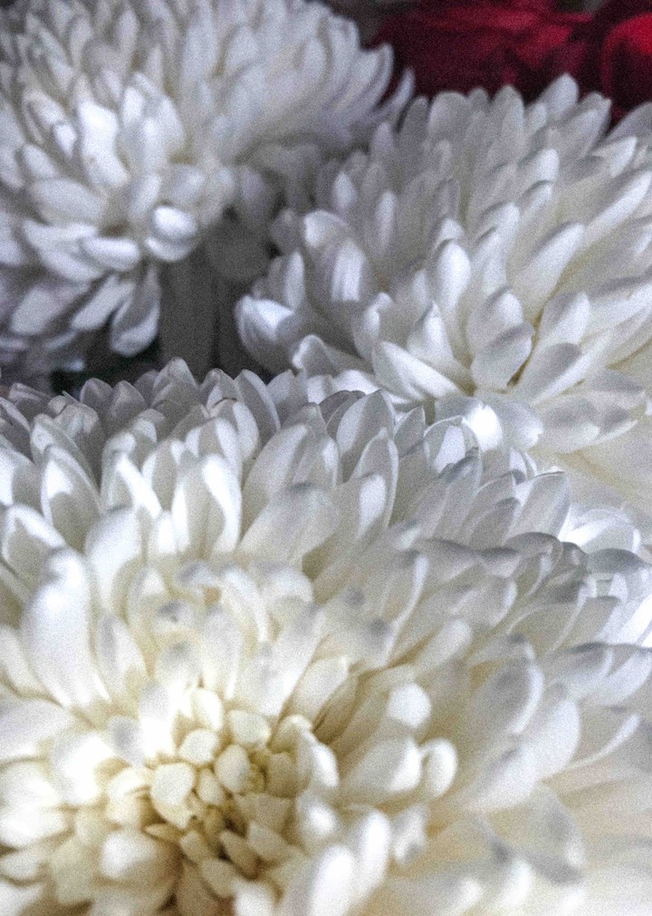 chrysanthemums