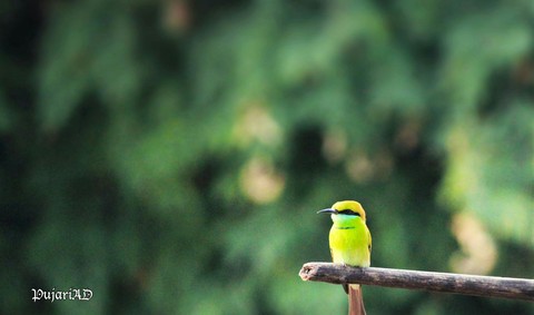 bird