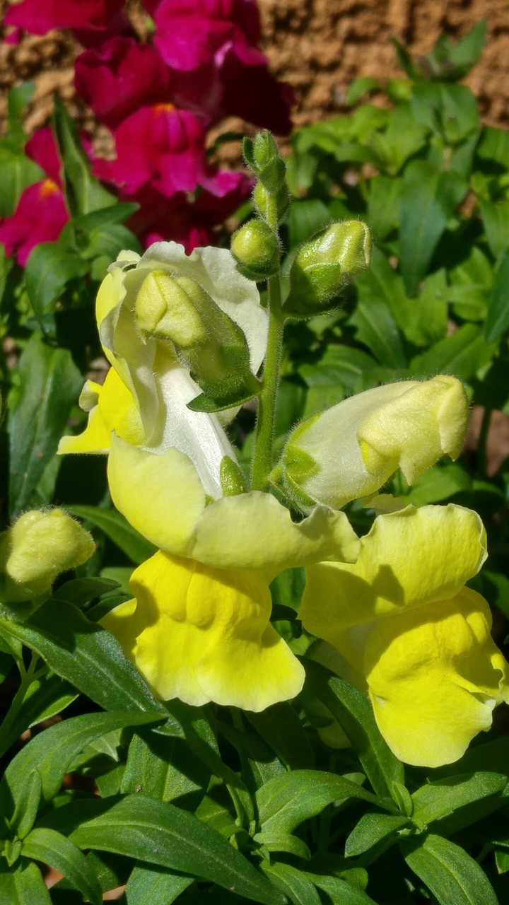 flores