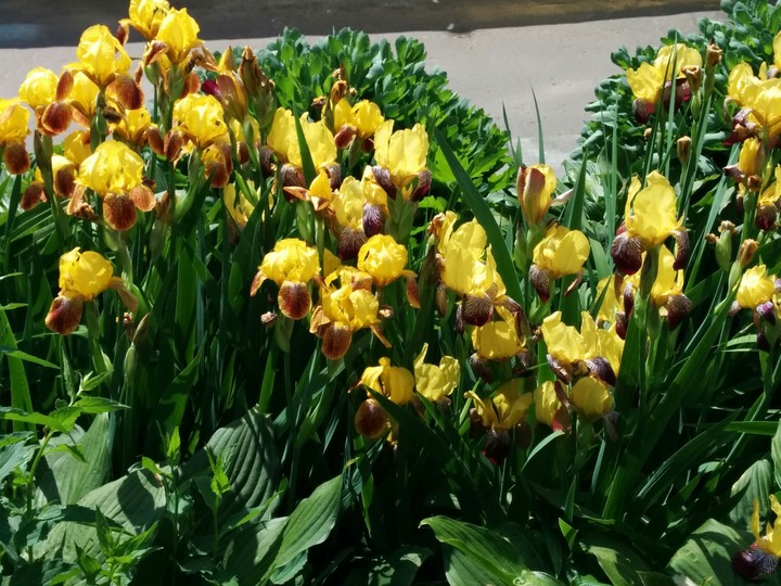 iris