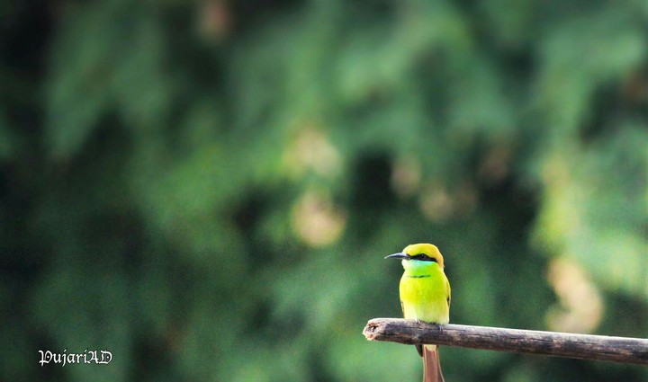 bird