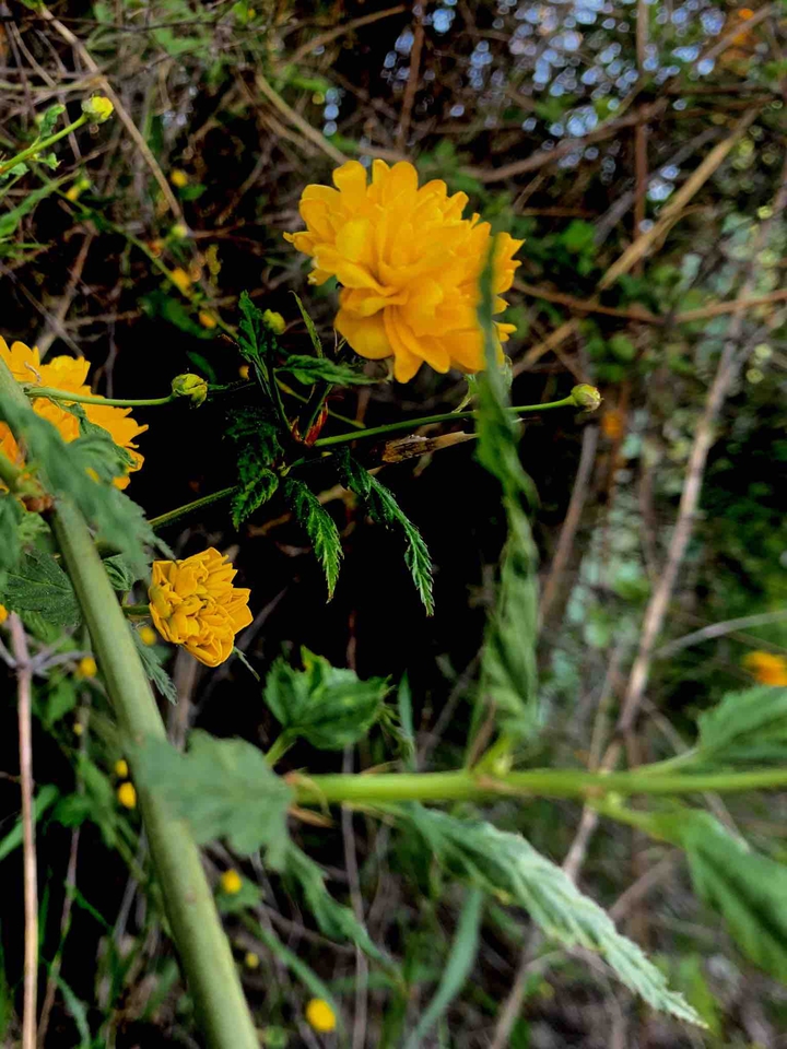 orange flower