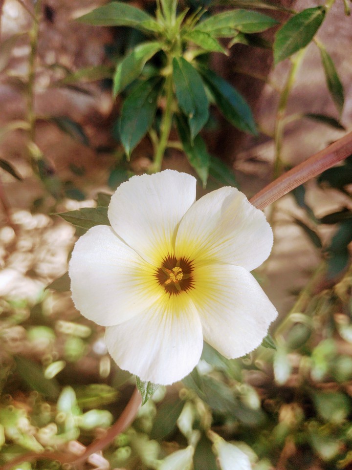 flor