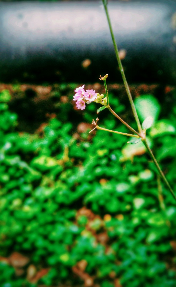 greeny