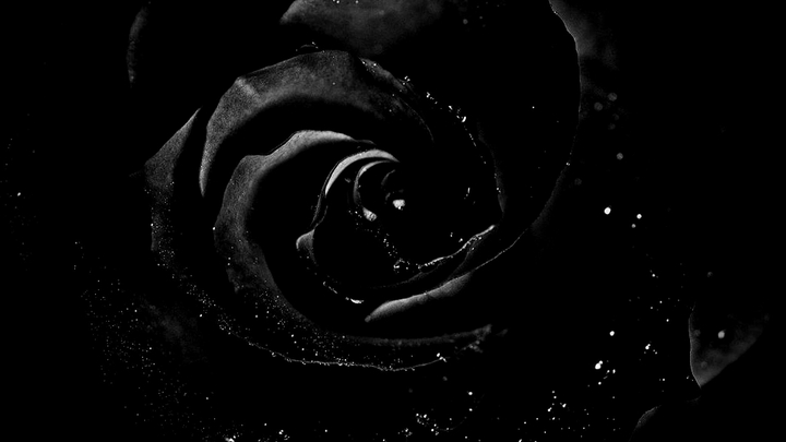 Dark rose