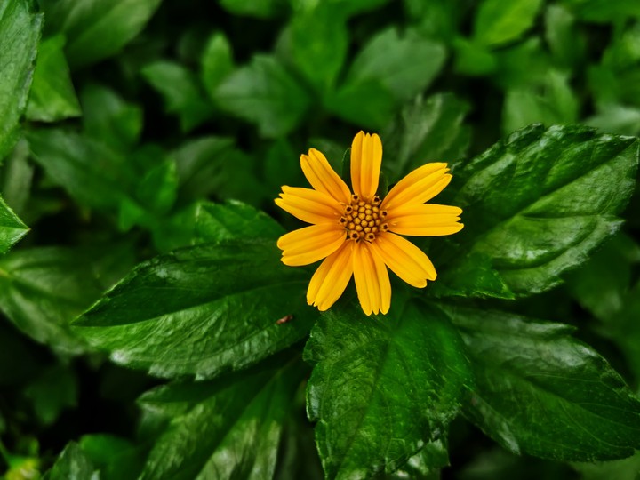 Yellow Bloosom